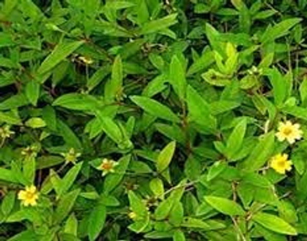 🔵 கரிசலாங்கன்னி / Karisalanganni